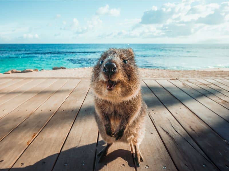 Quokka on Rottnest Island